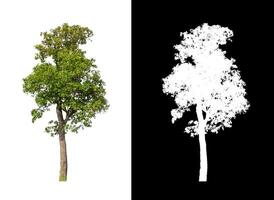 árvores isoladas em um fundo branco são adequadas para impressão e páginas da web foto