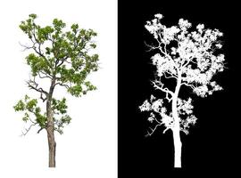 árvores isoladas em fundo branco são adequadas para impressão e páginas da web foto