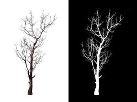 morto árvore em branco cenário fundo com recorte caminho, solteiro árvore com recorte caminho e alfa canal foto
