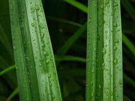 verde folha com água gotas fechar acima, fechar-se do pingos de chuva em folhas. foto