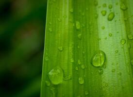 folha verde com gotas de água close-up foto