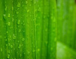 verde folha com água gotas fechar acima, fechar-se do pingos de chuva em folhas. foto