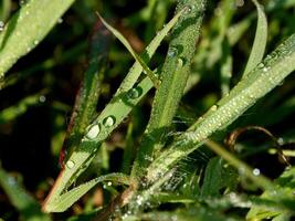 fechar-se do pingos de chuva em folhas foto