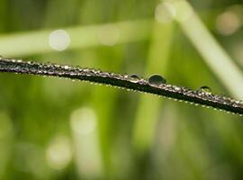 fechar-se do pingos de chuva em folhas foto