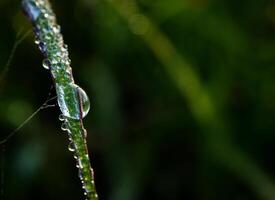 fechar-se do pingos de chuva em folhas foto