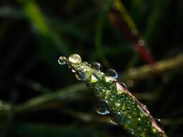 fechar-se do pingos de chuva em folhas foto