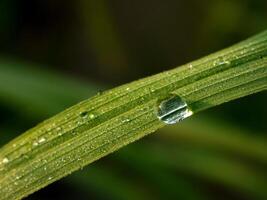 fechar-se do pingos de chuva em folhas foto