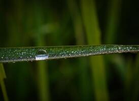 fechar-se do pingos de chuva em folhas foto