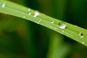 fechar-se do pingos de chuva em folhas foto