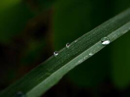 fechar-se do pingos de chuva em folhas foto