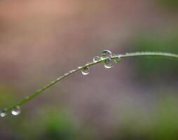 fechar-se do pingos de chuva em folhas foto