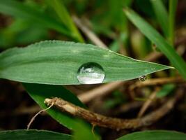 fechar-se do pingos de chuva em folhas foto