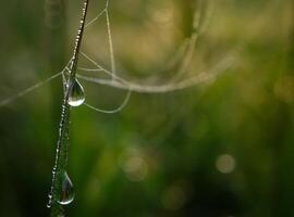 fechar-se do pingos de chuva em folhas foto