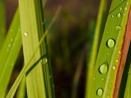 fechar-se do pingos de chuva em folhas foto