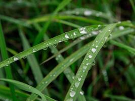 fechar-se do pingos de chuva em folhas foto