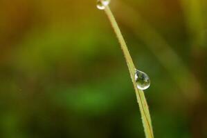 fechar-se do pingos de chuva em folhas foto