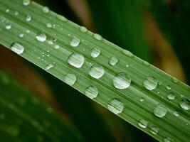 fechar-se do pingos de chuva em folhas foto