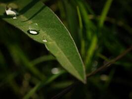 folha verde com gotas de água close-up foto
