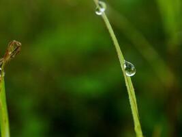 fechar-se do pingos de chuva em folhas foto