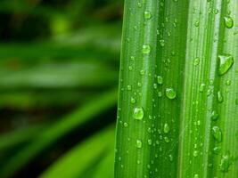 fechar-se do pingos de chuva em folhas foto