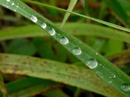 fechar-se do pingos de chuva em folhas foto