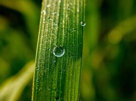 fechar-se do pingos de chuva em folhas foto