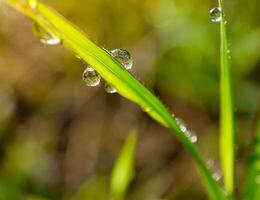 fechar-se do pingos de chuva em folhas foto