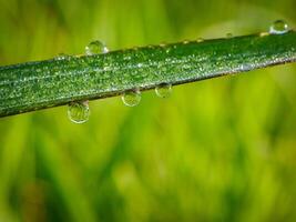 fechar-se do pingos de chuva em folhas foto