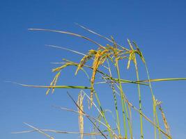 uma fechar acima do arroz plantas isolado em uma azul fundo foto