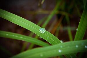 fechar-se do pingos de chuva em folhas foto