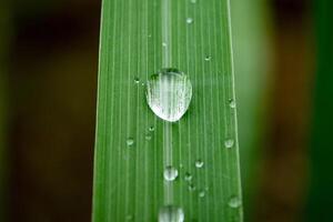 fechar-se do pingos de chuva em folhas foto