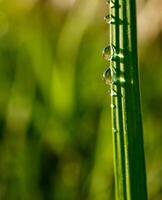 fechar-se do pingos de chuva em folhas foto