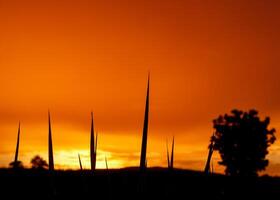 laranja às pôr do sol, lindo com nuvens foto