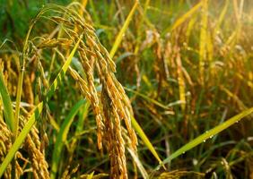 campo de arroz ao pôr do sol. foto