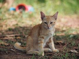 feliz gato fofa gato sentado em a Relva foto