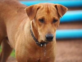 fechar acima de, vermelho masculino cachorro foto