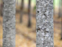 árvore tronco isolado floresta e folhagem dentro verão. a partir de fundo foto