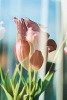 murcha tulipas em a peitoril da janela, a beleza do murchando, a metáfora do envelhecimento, a beleza do velho idade, artístico Duplo exposição foto