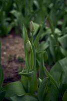 Fechado Primavera tulipas dentro uma flor cama foto