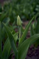 Fechado Primavera tulipas dentro uma flor cama foto