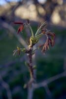 a primeiro Primavera brotos do uma noz árvore foto