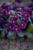 violetas em uma canteiro de flores dentro a aberto campo, fundo foto