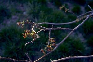 a primeiro Primavera brotos do uma noz árvore foto