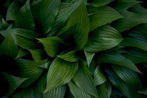 hosta plantaginea textura, plantar fundo foto