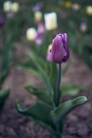 tulipas depois de a chuva dentro a Primavera jardim foto