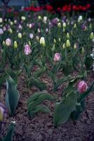 tulipas depois de a chuva dentro a Primavera jardim foto