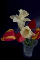 tulipas e narcisos dentro uma cristal vaso em uma Preto fundo foto