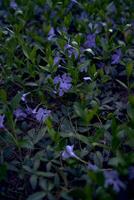 pervinca flores rastejante em a chão, textura, fundo foto