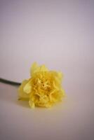 flor arranjo do amarelo narcisos dentro uma amarelo copo em uma Rosa fundo foto