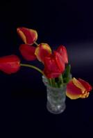 vermelho e amarelo tulipas em uma Preto fundo foto